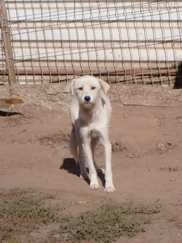 Zoukia, female young Mixed Breed for adoption at Remember Me France