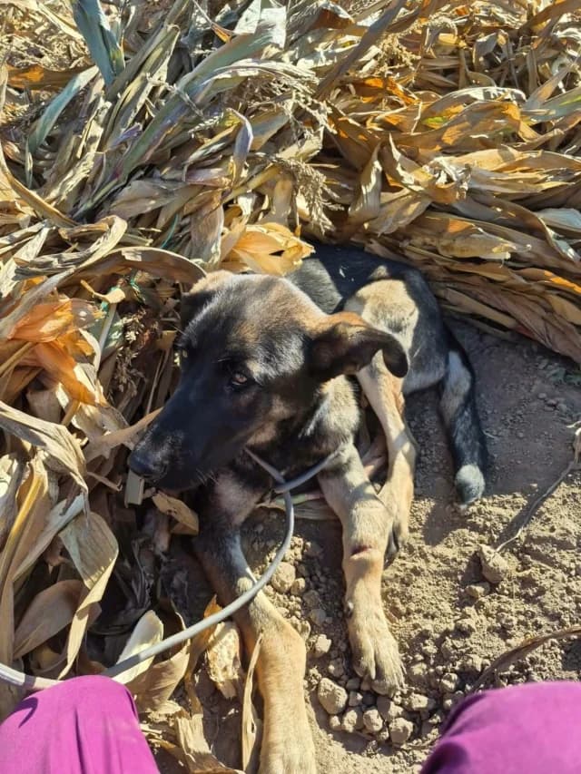 Petillia, female puppy Mixed Breed for adoption at Remember Me France
