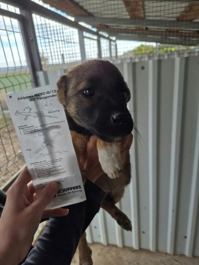 Sheepo, male puppy Mixed Breed for adoption at Remember Me France