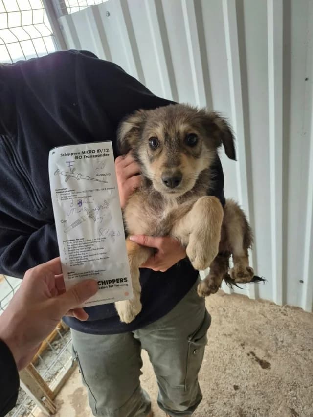Salty, female puppy Mixed Breed for adoption at Remember Me France