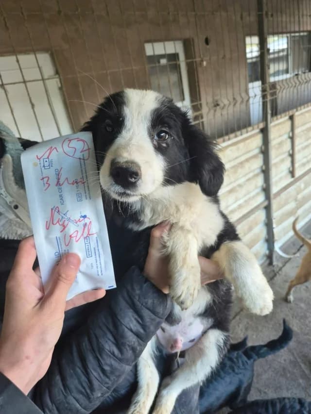 Strike, male puppy Mixed Breed for adoption at Remember Me France