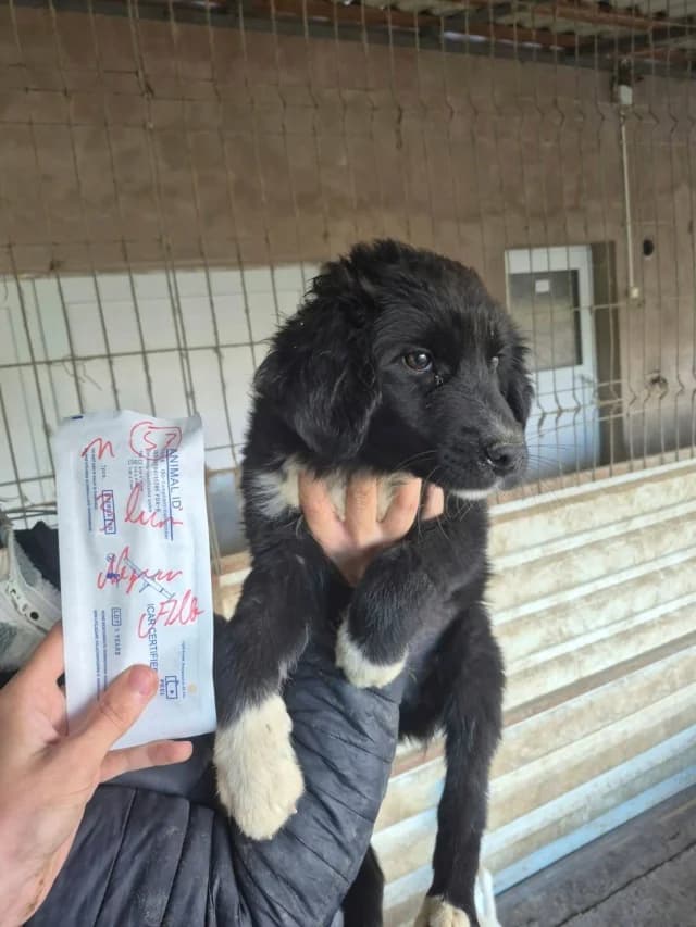 Strudel, male puppy Mixed Breed for adoption at Remember Me France