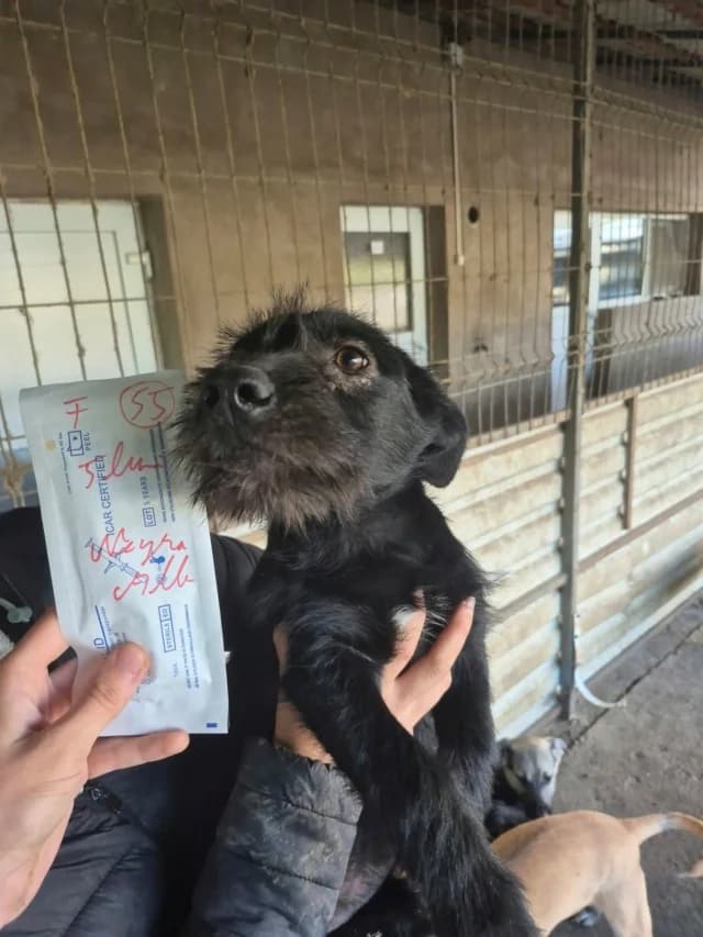Skinny, female puppy Mixed Breed for adoption at Remember Me France