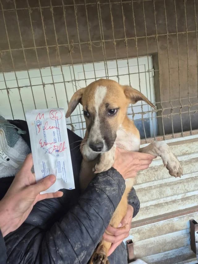 Stuart, male puppy Mixed Breed for adoption at Remember Me France
