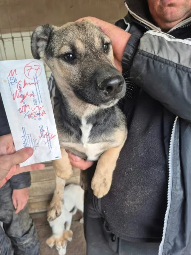 Sandor, male puppy Mixed Breed for adoption at Remember Me France