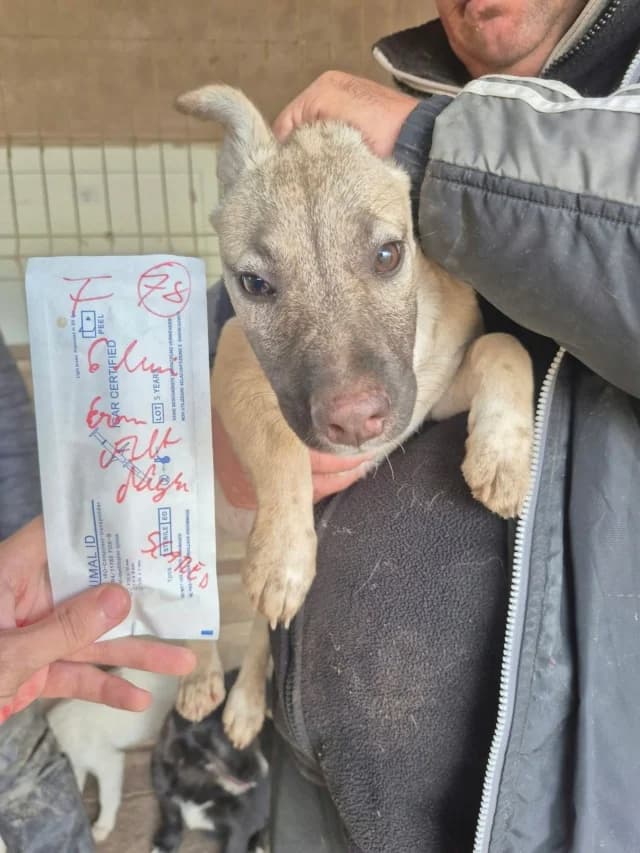Seal, female puppy Mixed Breed for adoption at Remember Me France