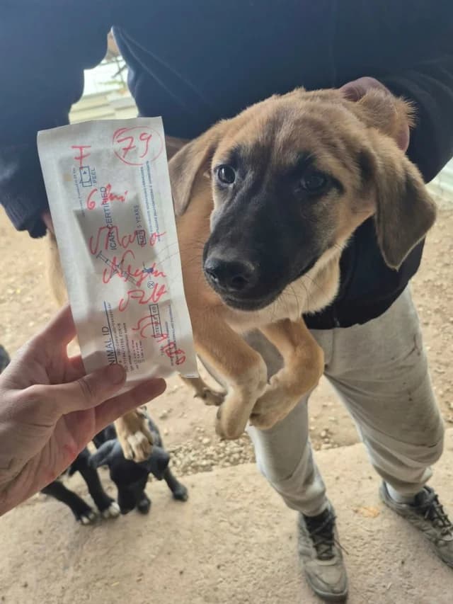 Sedaka, female puppy Mixed Breed for adoption at Remember Me France