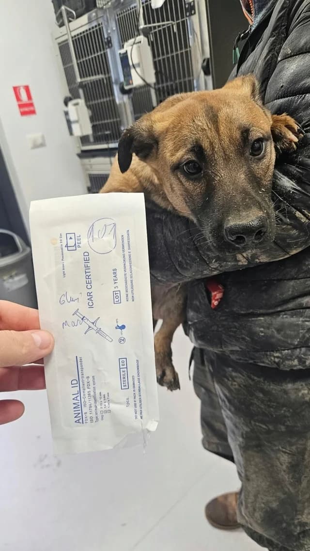 Shibuya, female puppy Mixed Breed for adoption at Remember Me France