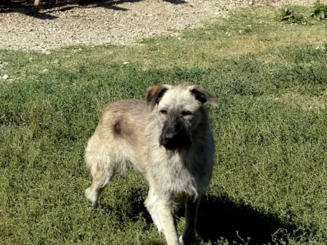 Scona, female senior Mixed Breed for adoption at Remember Me France