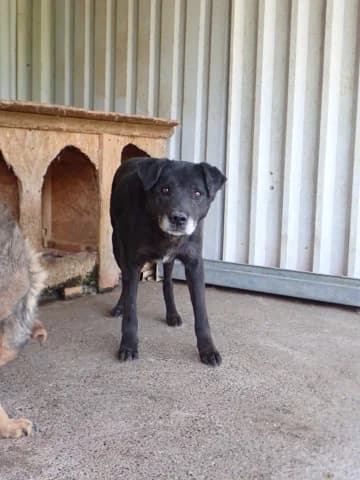 Halloween, male senior Mixed Breed for adoption at Remember Me France