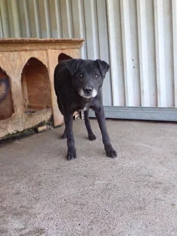 Halloween, male senior Mixed Breed for adoption at Remember Me France