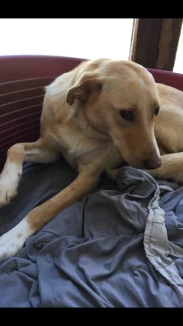 Java, female senior Mixed Breed for adoption at Remember Me France
