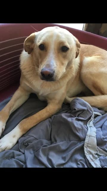 Java, female senior Mixed Breed for adoption at Remember Me France