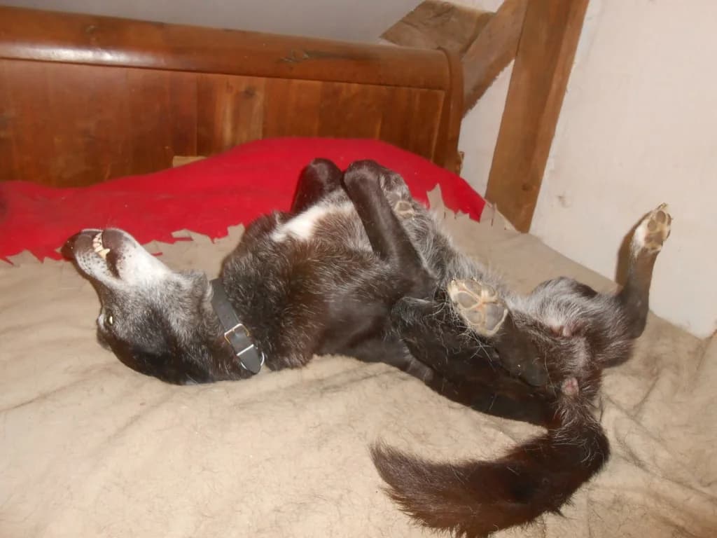 Violette, female senior Mixed Breed for adoption at Remember Me France