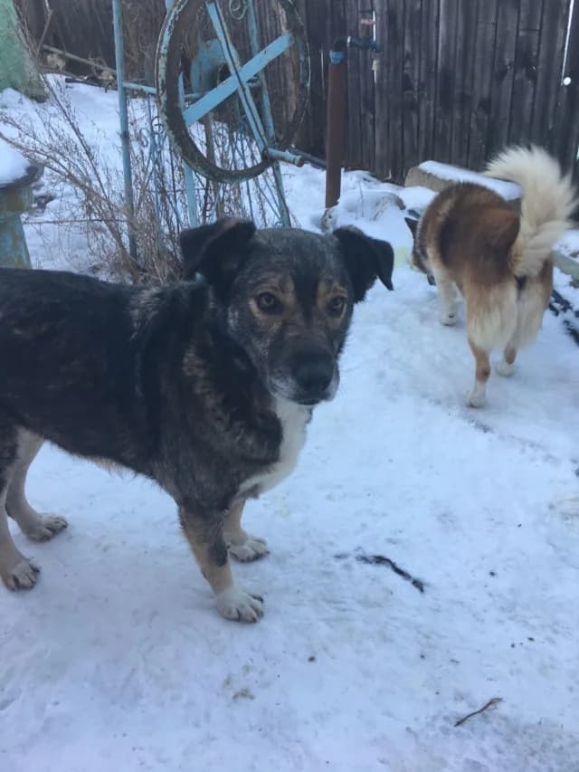 Zoee, female senior Mixed Breed for adoption at Remember Me France