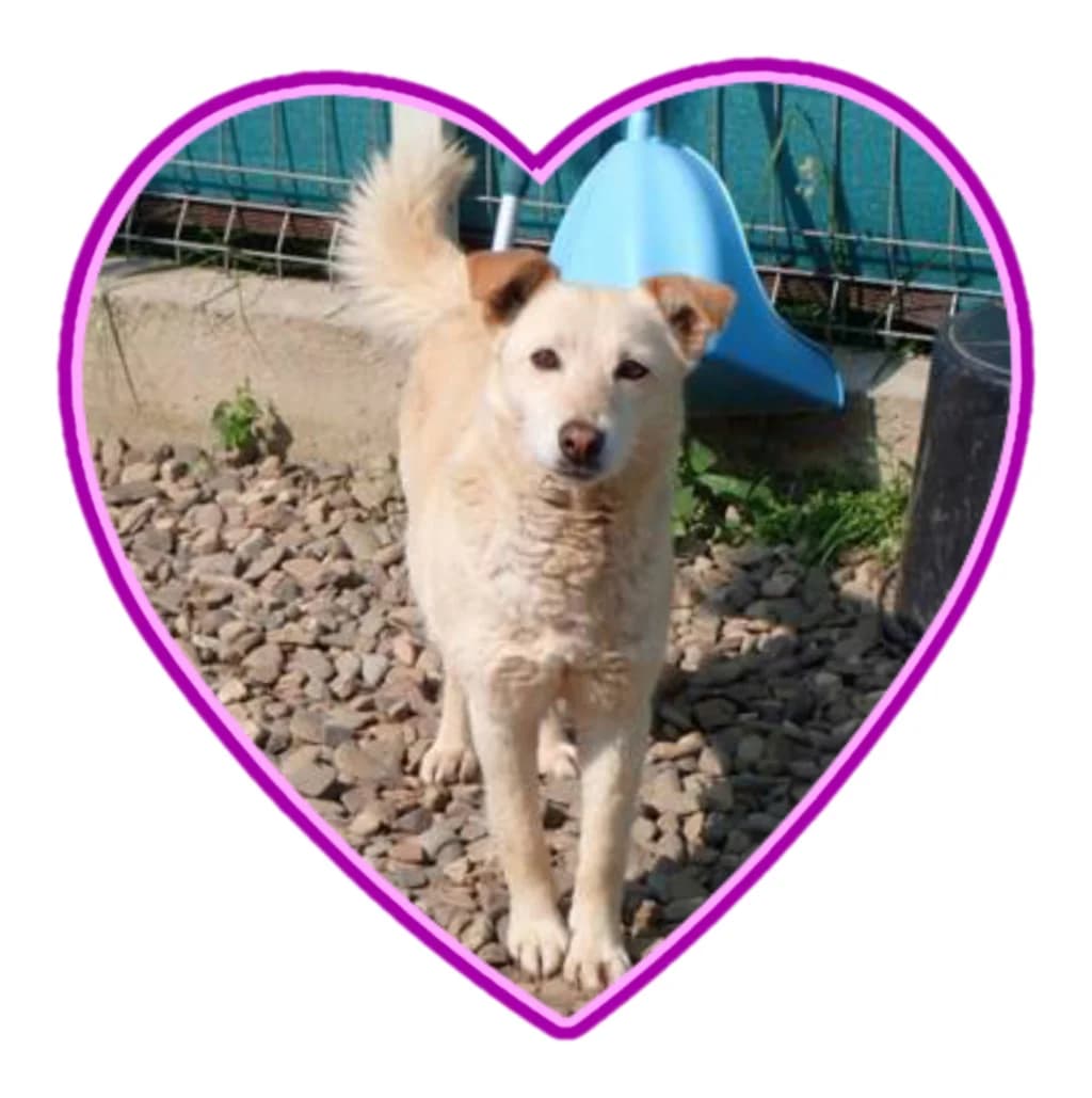 Broceliande, female senior Mixed Breed for adoption at Remember Me France