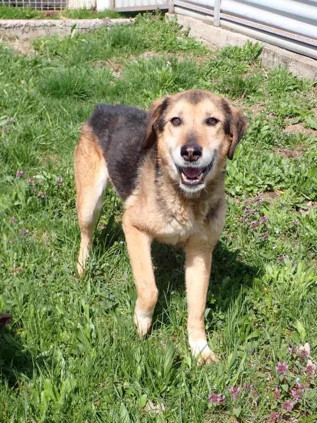 Dallara, female young Mixed Breed for adoption at Remember Me France