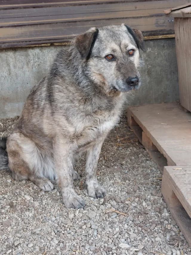 Zina, female senior Mixed Breed for adoption at Remember Me France