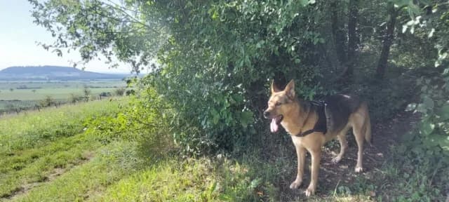 Inna, female senior Mixed Breed for adoption at Remember Me France