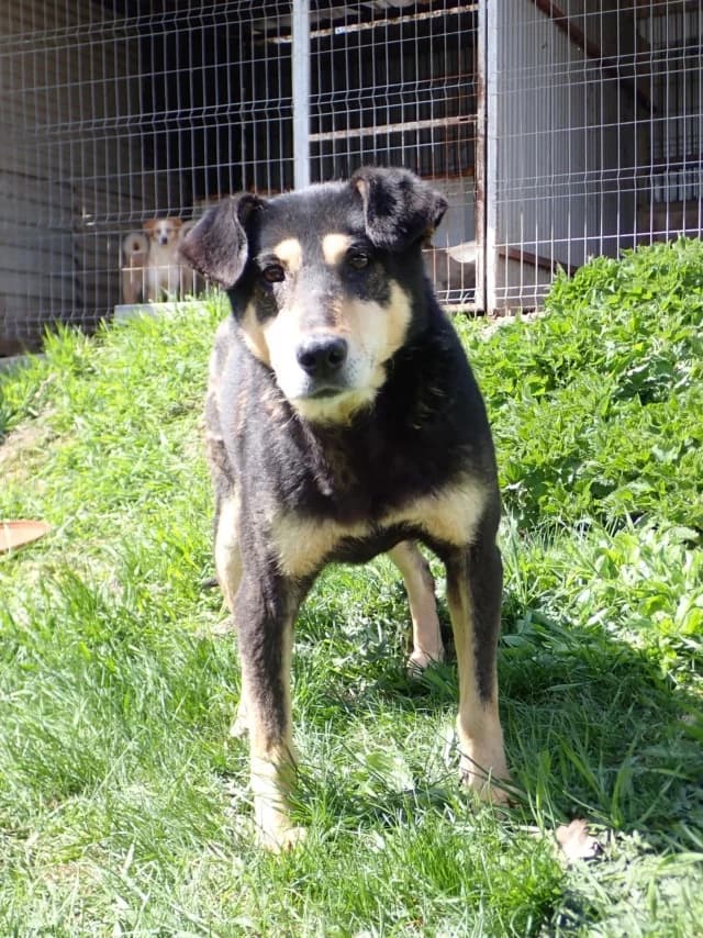 Nina, female young Mixed Breed for adoption at Remember Me France