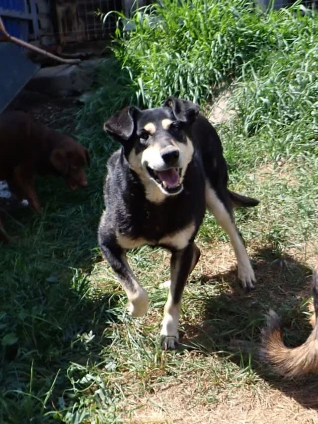 Nina, female young Mixed Breed for adoption at Remember Me France