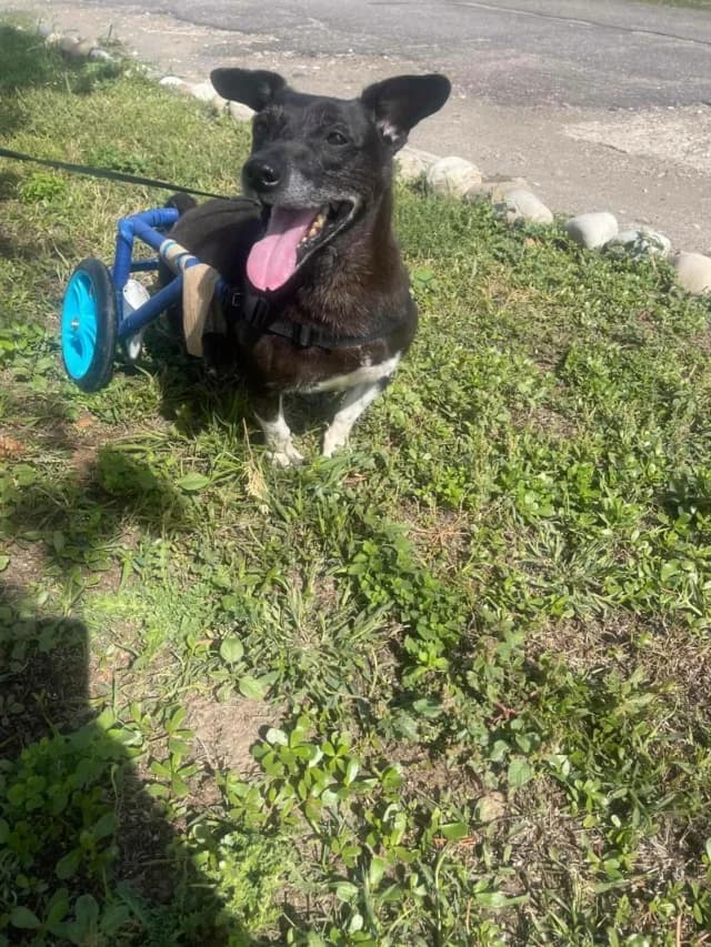 Nougat, male young Mixed Breed for adoption at Remember Me France
