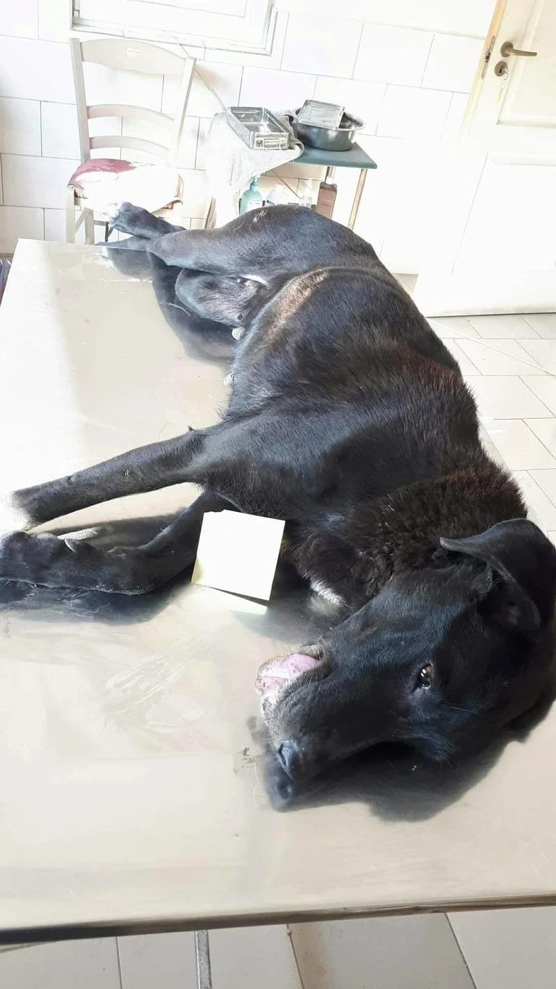 Moon, female 6yo Mixed Breed for adoption at Remember Me France