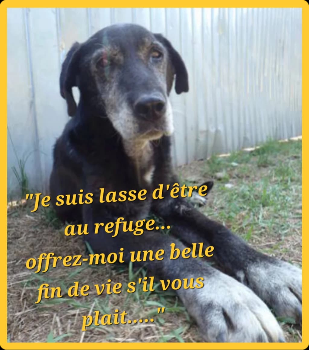 Moon, female 6yo Mixed Breed for adoption at Remember Me France