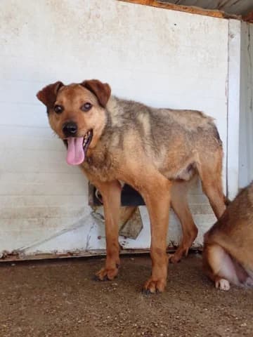 Romeo, male senior Mixed Breed for adoption at Remember Me France