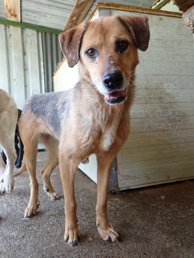 Juliette, female senior Mixed Breed for adoption at Remember Me France