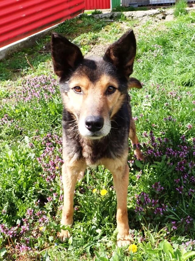 Bandit, male senior Mixed Breed for adoption at Remember Me France