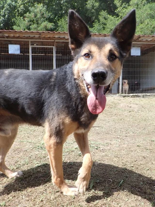 Bandit, male senior Mixed Breed for adoption at Remember Me France