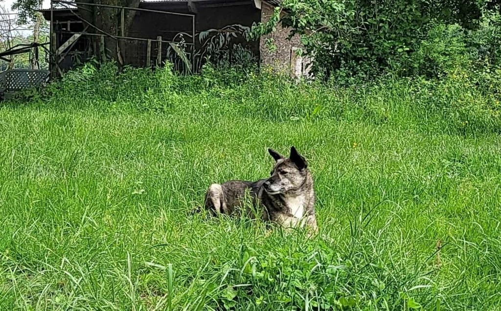 Erra, female 5yo Mixed Breed for adoption at Remember Me France