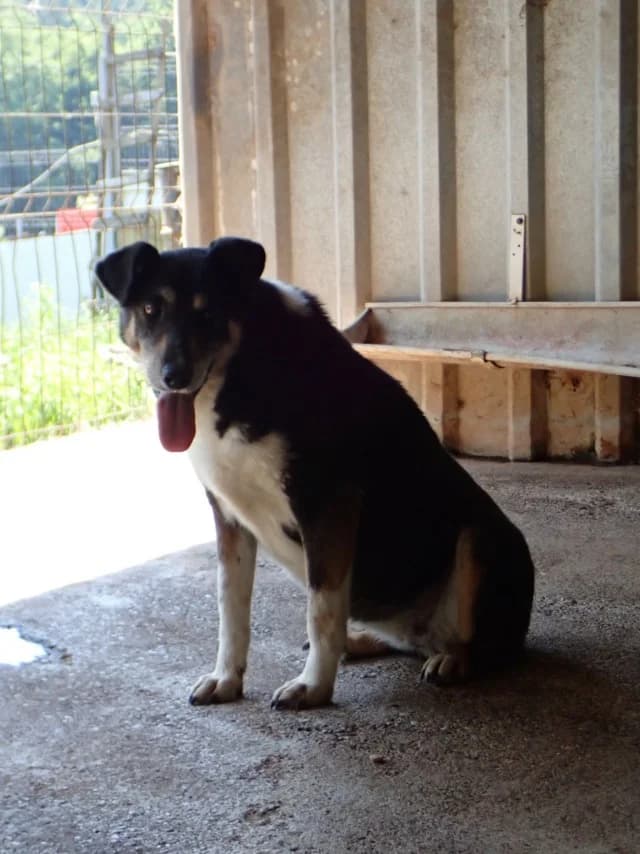 Rajah, female senior Mixed Breed for adoption at Remember Me France