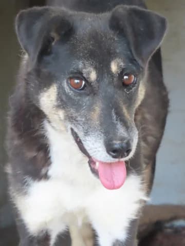Rajah, female senior Mixed Breed for adoption at Remember Me France