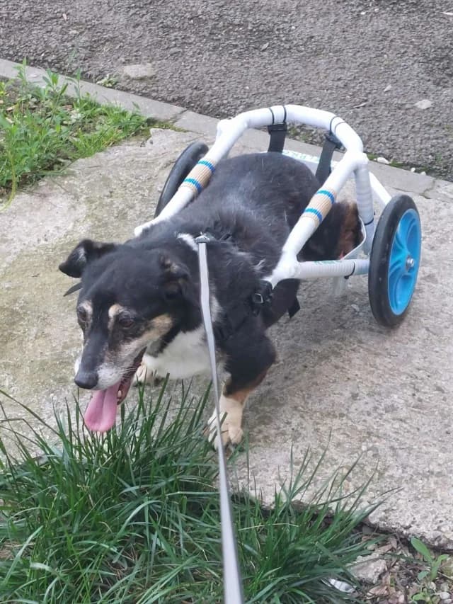 Lisette, female young Mixed Breed for adoption at Remember Me France