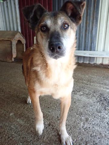 Diego, male senior Mixed Breed for adoption at Remember Me France