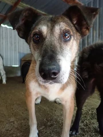 Diego, male senior Mixed Breed for adoption at Remember Me France