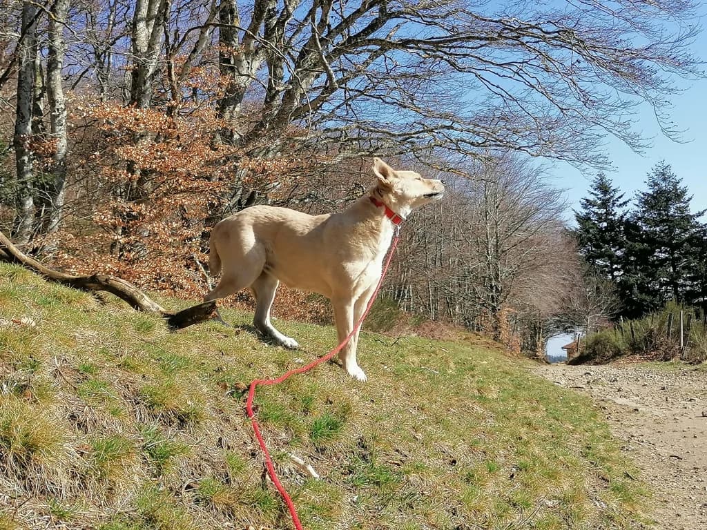 Evira, female young Mixed Breed for adoption at Remember Me France