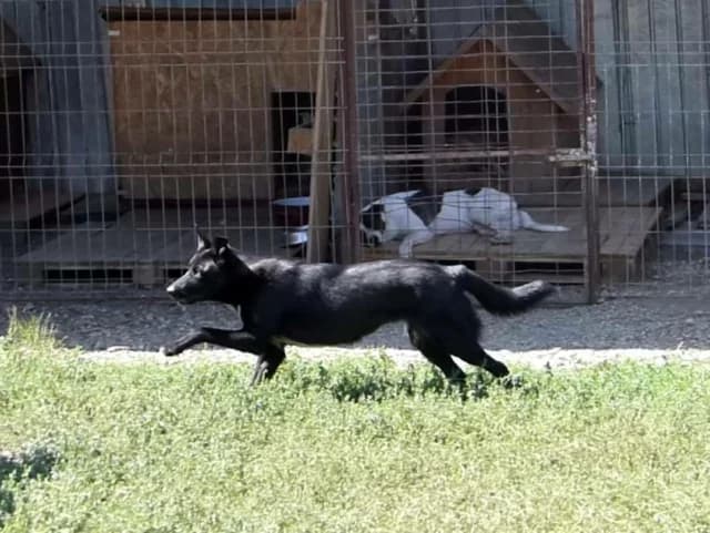 Bonnie, female senior Mixed Breed for adoption at Remember Me France