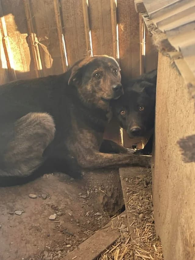 Clyde, male senior Mixed Breed for adoption at Remember Me France
