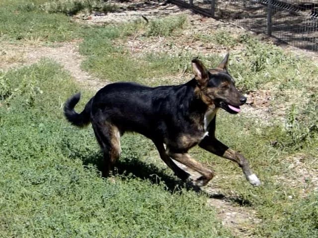 Clyde, male senior Mixed Breed for adoption at Remember Me France
