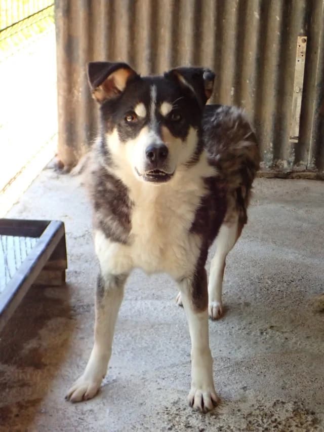 Tory, female 5yo Mixed Breed for adoption at Remember Me France