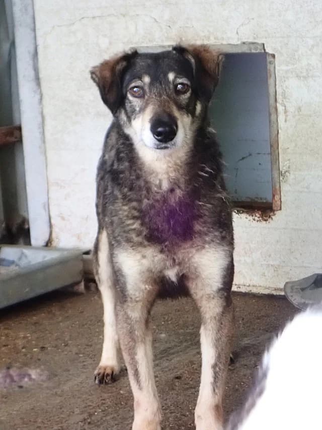 Lila, female 7yo Mixed Breed for adoption at Remember Me France