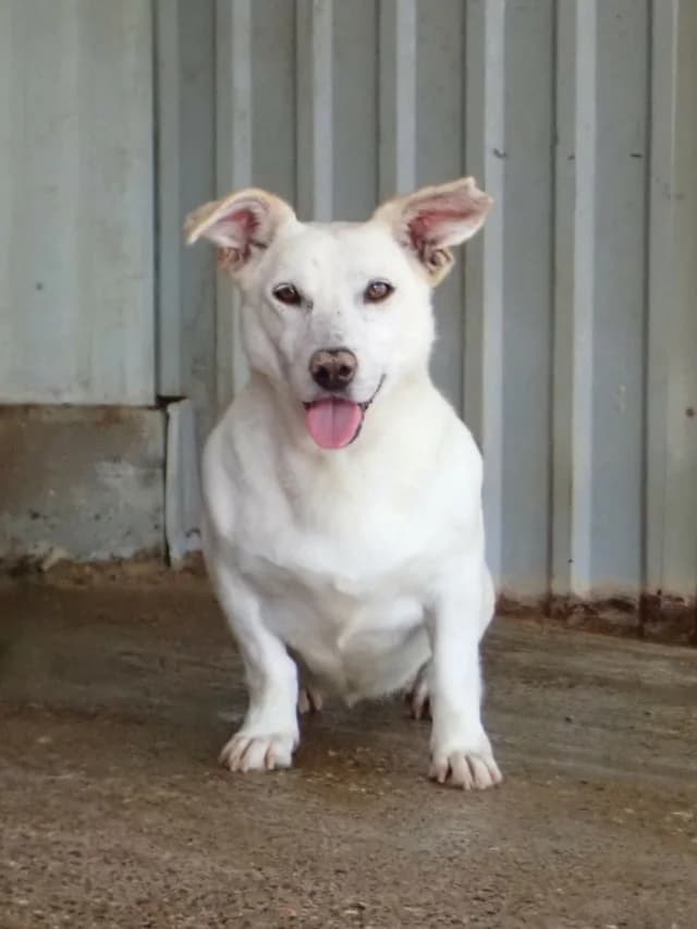 Casablanca, female senior Mixed Breed for adoption at Remember Me France