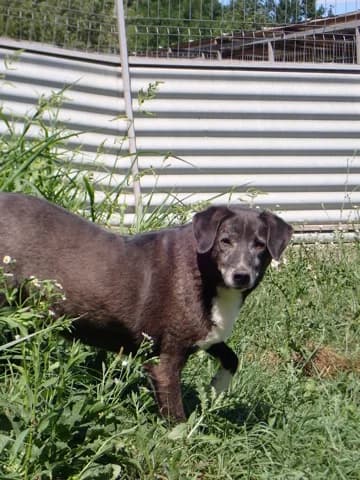 Nemesis, female 6yo Mixed Breed for adoption at Remember Me France