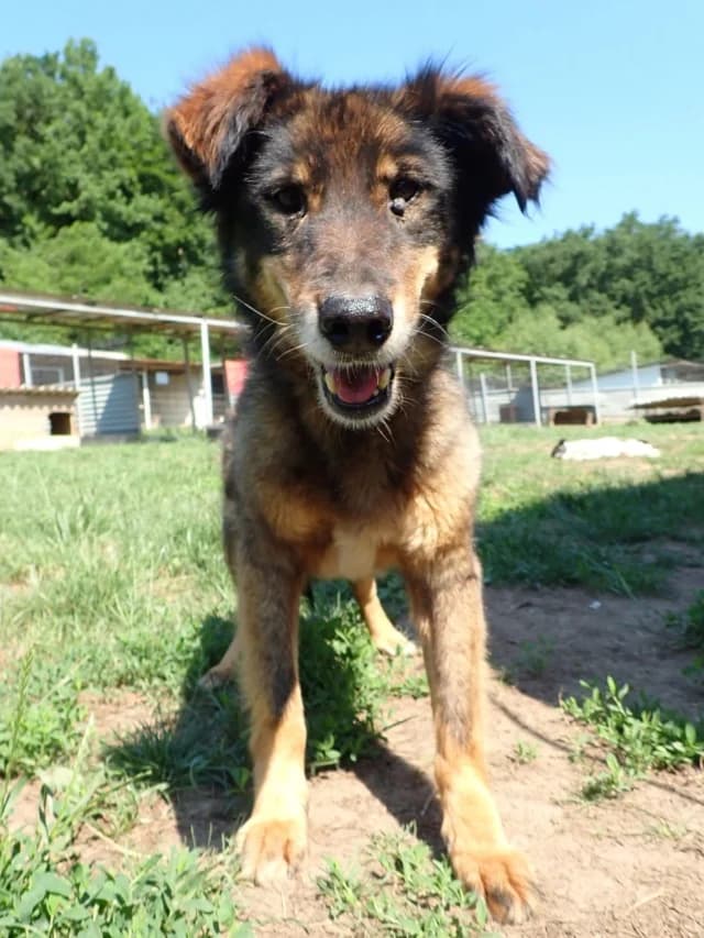 Florentina, female 3yo Mixed Breed for adoption at Remember Me France