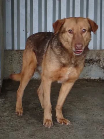 Samm, male 6yo Mixed Breed for adoption at Remember Me France