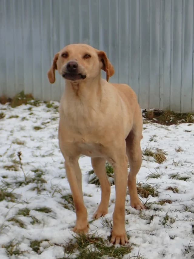 Sammy, male 6yo Mixed Breed for adoption at Remember Me France