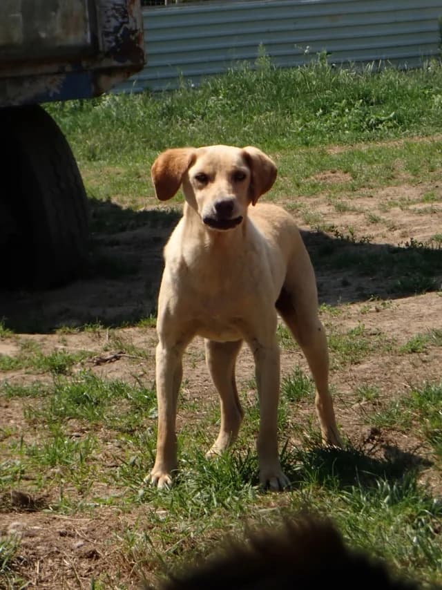 Sammy, male 6yo Mixed Breed for adoption at Remember Me France